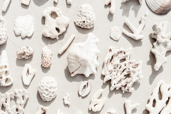 Poster  Coquillages et coraux sur une plage de sable