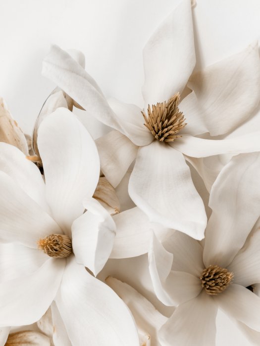 Poster  Fleurs blanches de magnolia de style glamour