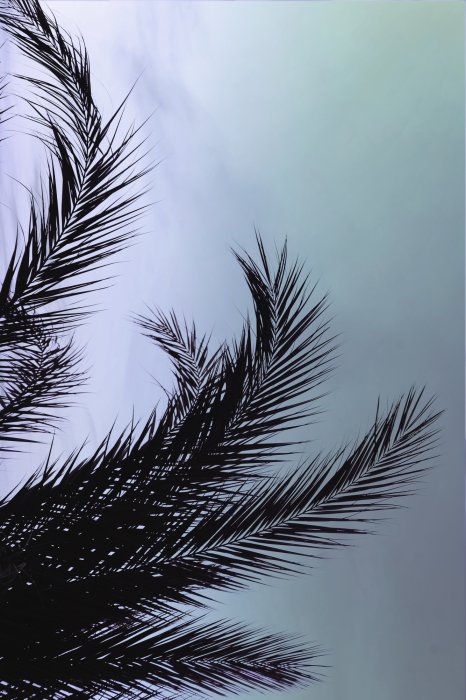 Poster  Feuilles de palmier noires sur fond de ciel