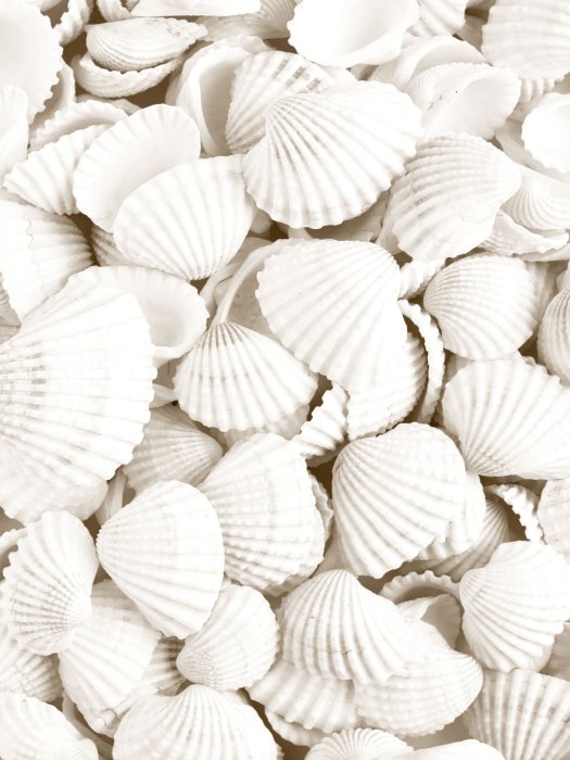 Poster  Coquillages blancs photo en style bohème