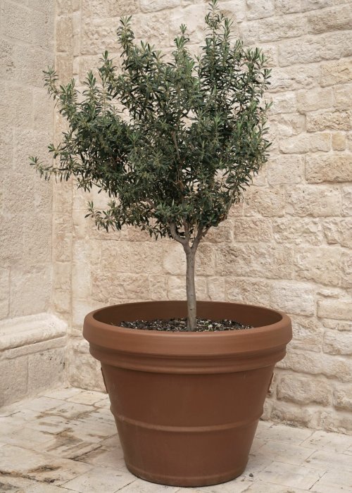 Poster  Petit olivier composition estivale avec plante en pot