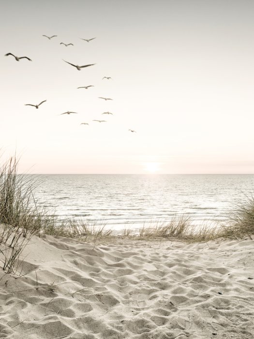 Poster  Champ de coquelicots au lever du soleil paysage d'été