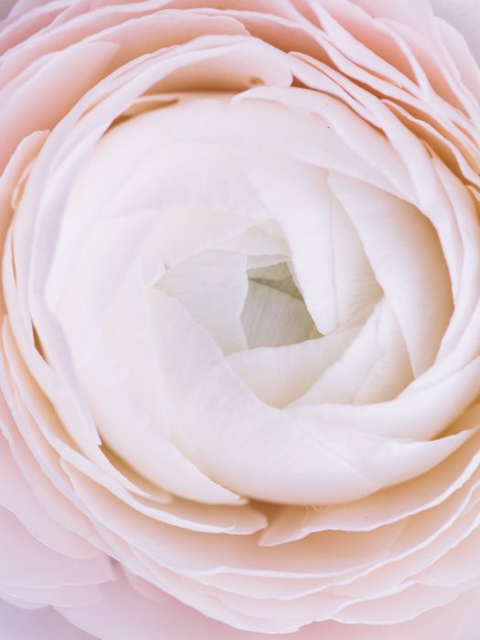 Poster  Fleur de bouton d'or rose gros plan