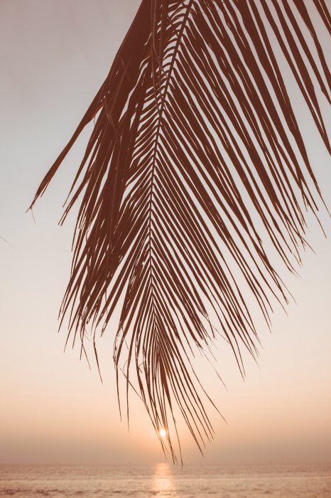 Poster  Paysage marin au coucher du soleil avec une feuille de palmier