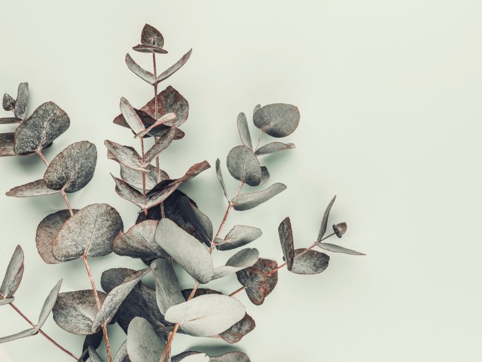 Poster  Feuilles d’eucalyptus sur fond vert clair