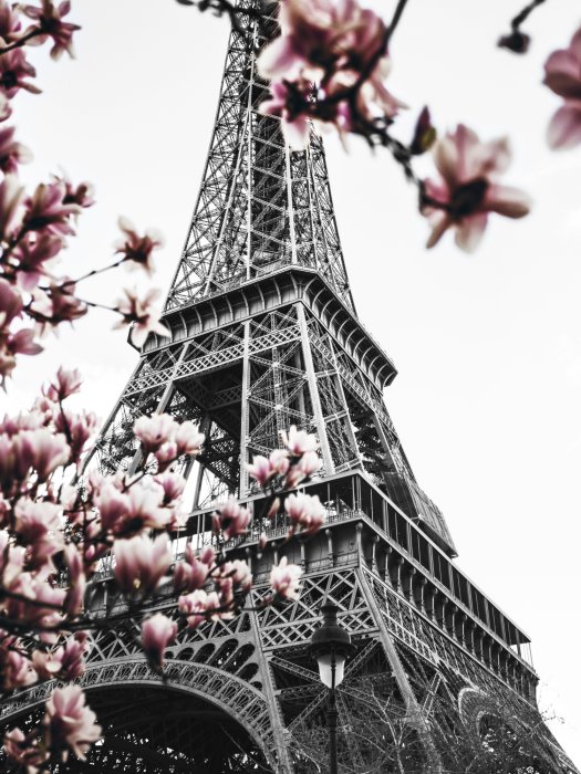 Poster  Magnolias en fleurs avec la tour Eiffel en arrière-plan