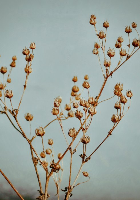 Poster  Brindilles de plantes sèches sur fond bleu