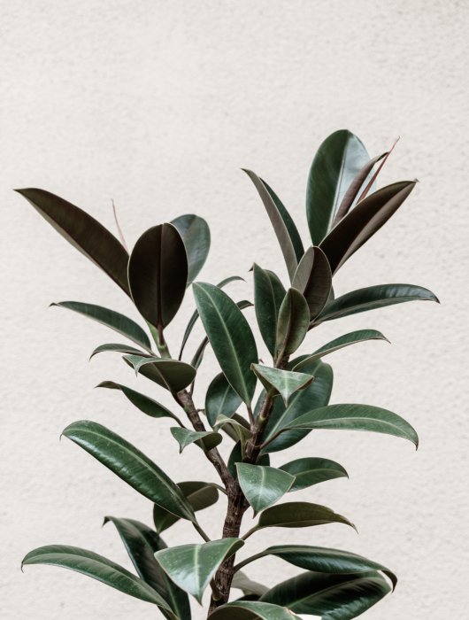 Poster  Figuier plante verte