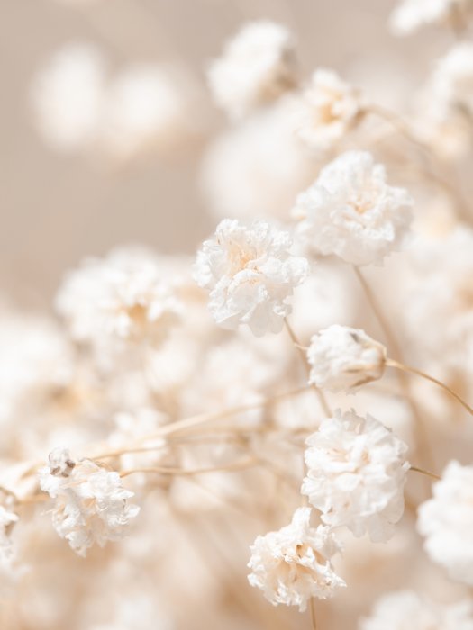 Poster  Délicates fleurs blanches de style bohème