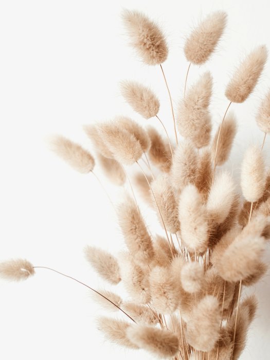 Poster  Herbe style bohème queue de lièvre