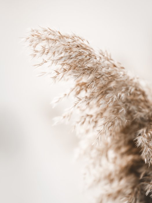 Poster  Herbe en style bohème