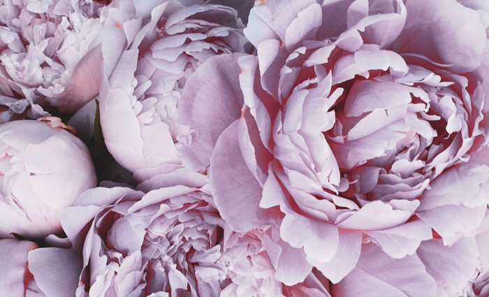 Poster  Peonías moradas en plena floración