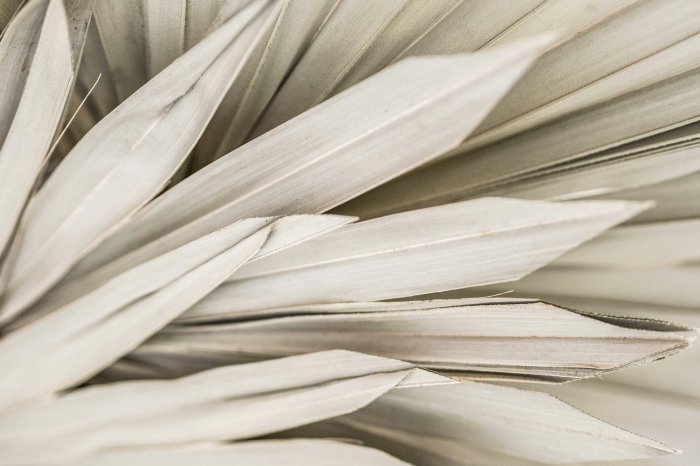 Poster  Style bohème feuilles de palmier séchées motif délicat de la nature