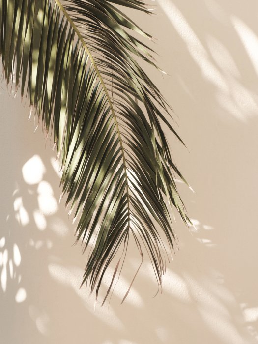 Poster  Feuille de palmier verte sur fond beige dans un style bohème