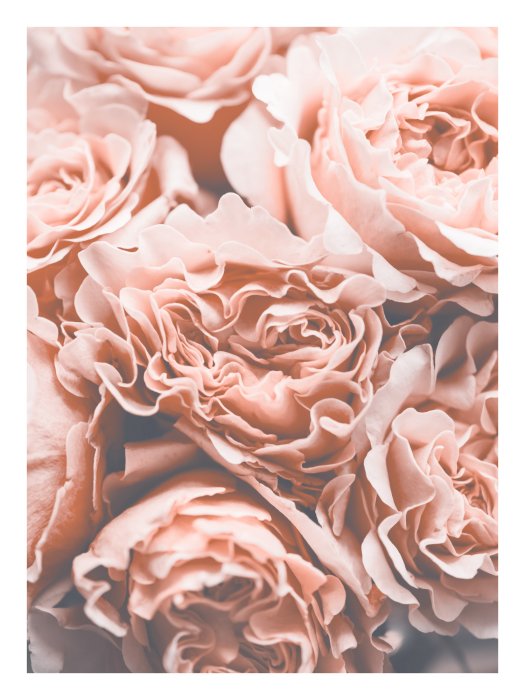 Poster  Roses roses en style vintage