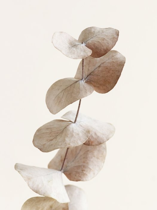 Poster  Branche d'eucalyptus sur un fond beige clair