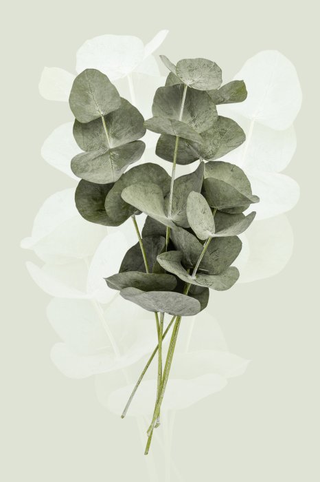 Poster  Branches d’eucalyptus sur fond vert