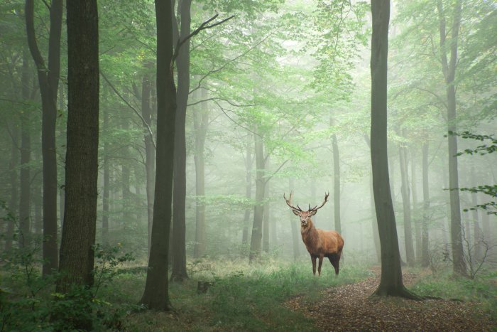 Poster  Cerf majestueux dans une forêt verte paysage