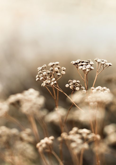 Poster  Fleurs des champs photographie nature en gros plan