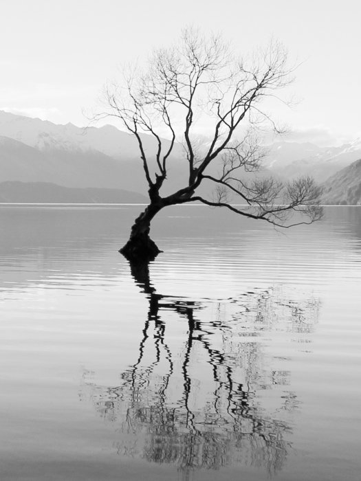 Poster  Arbre sur un lac avec des montagnes en arrière-plan en noir et blanc
