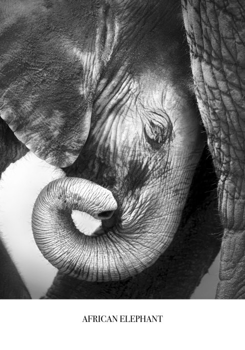 Poster  Portrait en noir et blanc d’un petit éléphant
