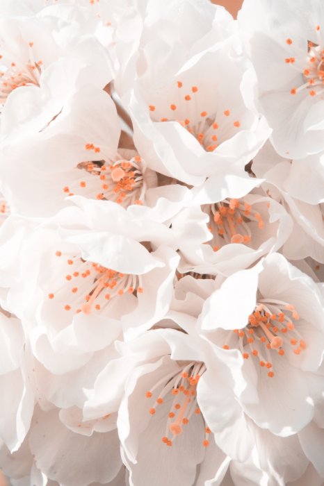 Poster  Cerisier en fleurs fleurs blanches