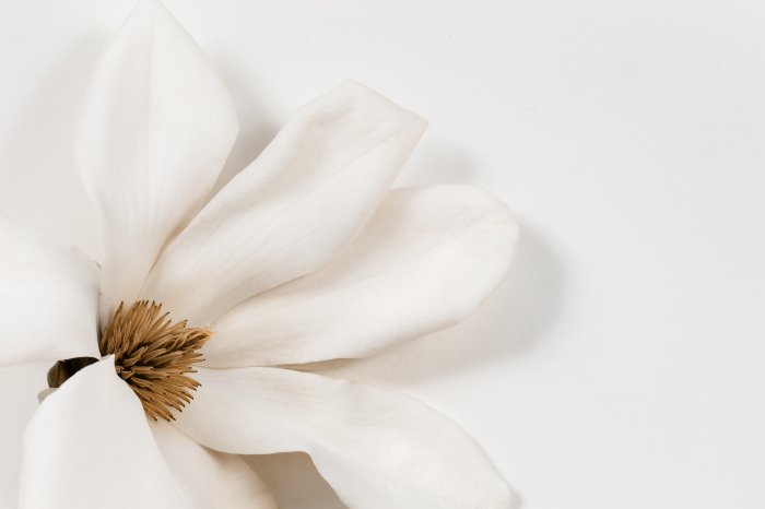 Poster  Magnolia fleur blanche sur fond clair
