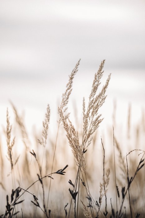 Poster  Herbe sèche sur un paysage de prairie