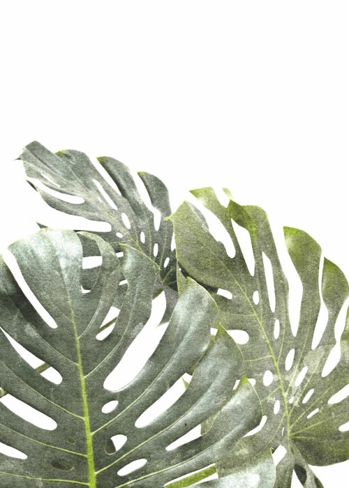 Poster  Composition végétale de feuilles vertes de monstera sur fond blanc