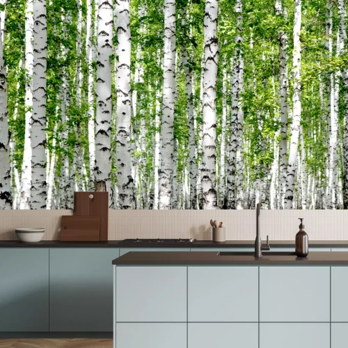 Papier peint  Bouleaux blancs dans la forêt en été