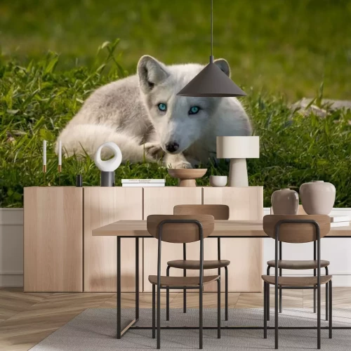 Sticker  Le renard arctique profite d'un jour d'été