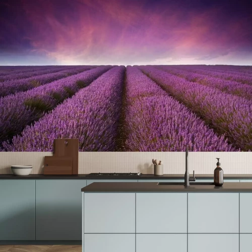 Papier peint  Coucher de soleil sur un champ de lavande violette