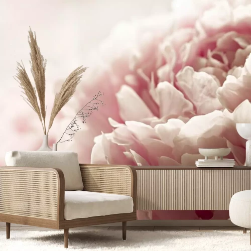 Papier peint  Macrophotographie d'un bouton de pivoine rose