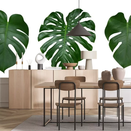 Sticker  Les feuilles de plantes de Monstera, la vigne à feuilles persistantes tropicales isolées sur fond blanc, le chemin de détourage inclus