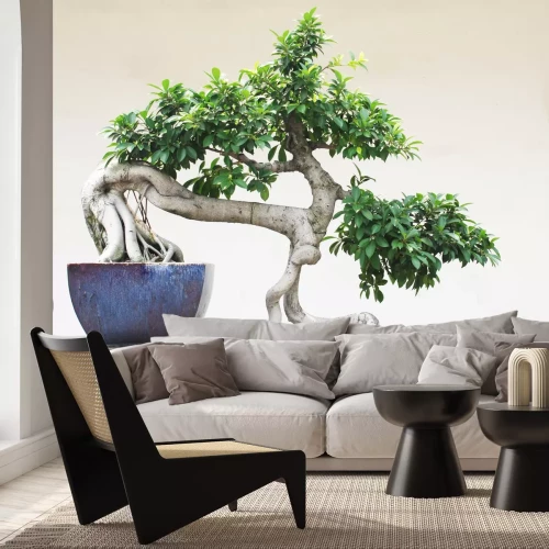 Papier peint  Bonsaï dans un pot