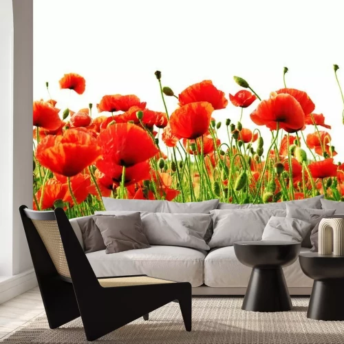 Papier peint  Coquelicots des champs et bourgeons