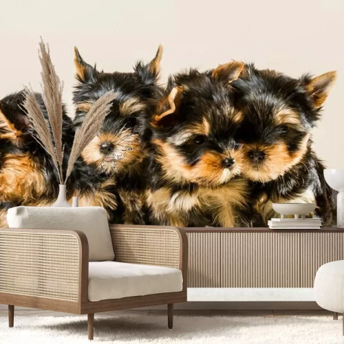 Papier peint  Quatre chiots Yorkshire