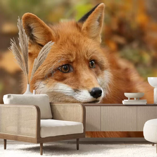 Papier peint  Renard dans la forêt d'automne