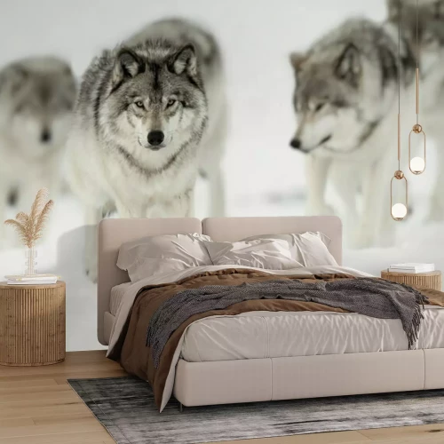 Papier peint  Loups marchant dans la neige