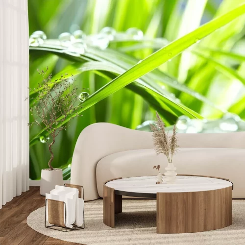 Papier peint  Gouttes d'eau sur l'herbe verte