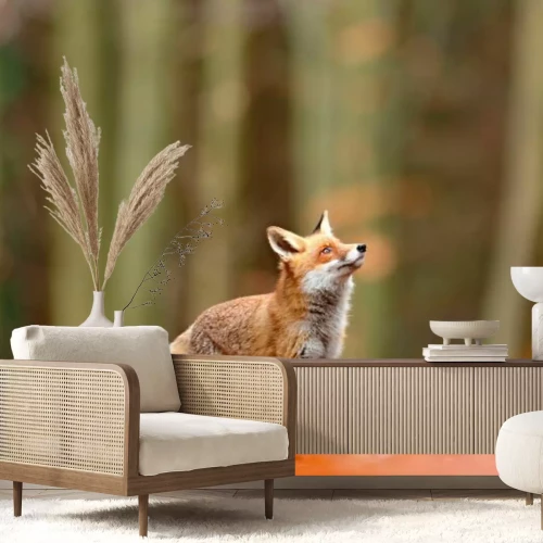 Papier peint  Renard sur une clairière avec la forêt en arrière-plan