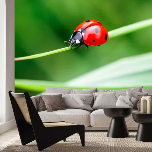 Sticker  Coccinelle sur de l’herbe verte
