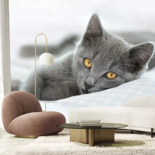 Papier peint  Un chat britannique allongé