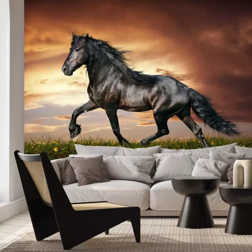 Papier peint  Animal au soleil couchant