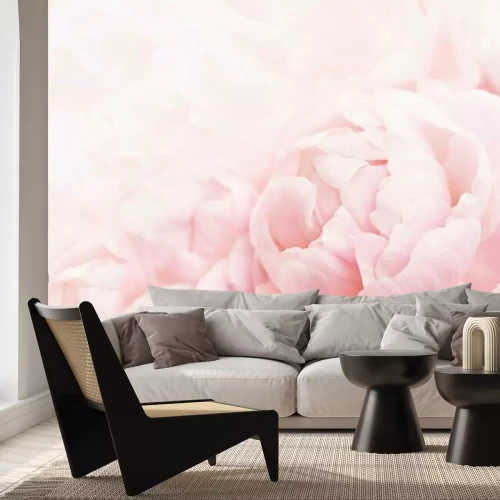 Papier peint  Été fleurissant cadre de pivoine délicate, floraison des pivoines fleurs fond festif, pastel et carte floral doux, mise au point sélective, tonique