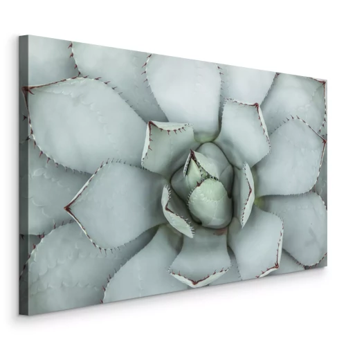 Tableau  Une photo macro d'une succulente vert clair