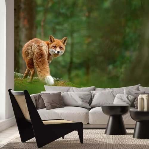 Papier peint  Renard dans la forêt verte. Renard roux mignon, Vulpes vulpes, à la forêt avec des fleurs, de la mousse de pierre. Scène de la faune de la nature. Animal dans l'habitat de la nature. Renard caché dans