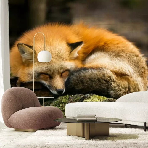 Papier peint  Renard roux - Renard Roux