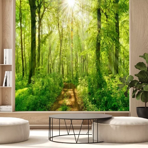 Papier peint  Soleil au-dessus d’un sentier forestier