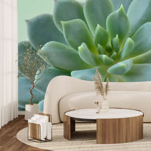 Sticker  Macro of succulent plant - Echeveria